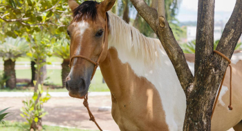 Crer adota égua vítima de maus-tratos